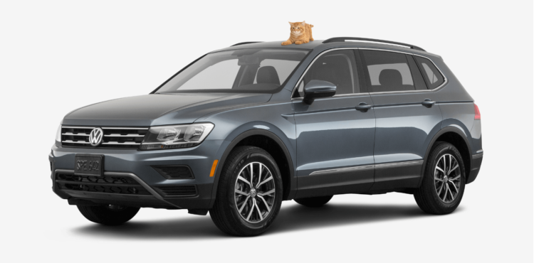 black SUV volkswagen tiguan with a cat on top