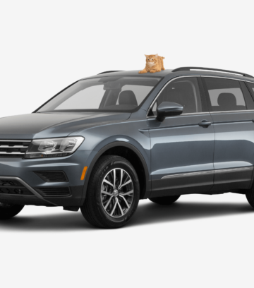 black SUV volkswagen tiguan with a cat on top